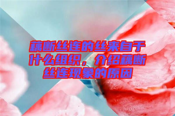 藕斷絲連的絲來自于什么組織，介紹藕斷絲連現(xiàn)象的原因