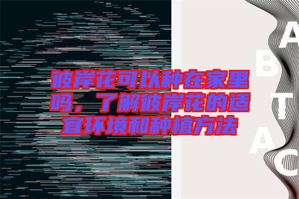 彼岸花可以種在家里嗎，了解彼岸花的適宜環(huán)境和種植方法
