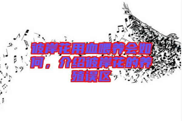 彼岸花用血喂養(yǎng)會如何，介紹彼岸花的養(yǎng)殖誤區(qū)
