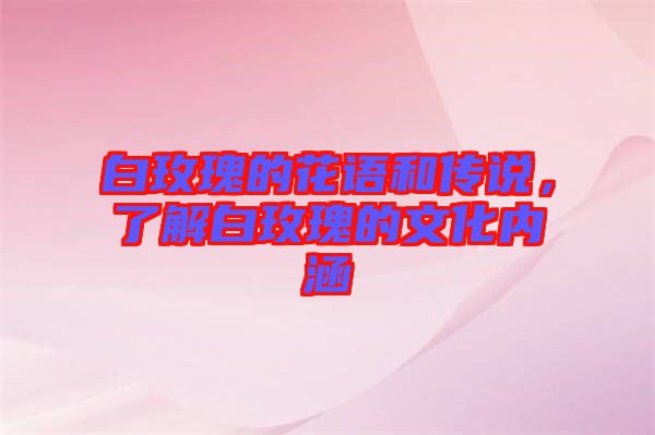 白玫瑰的花語和傳說，了解白玫瑰的文化內(nèi)涵