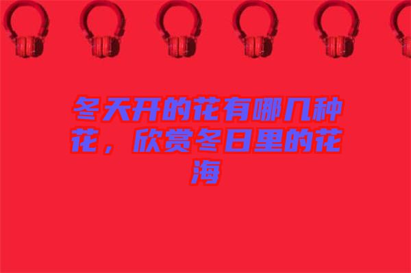 冬天開的花有哪幾種花，欣賞冬日里的花海