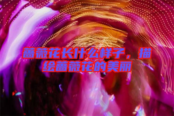 薔薇花長什么樣子，描繪薔薇花的美麗