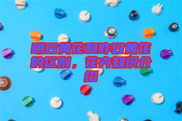 明日黃花和昨日黃花的區(qū)別，花卉知識(shí)介紹