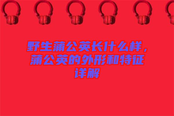 野生蒲公英長什么樣，蒲公英的外形和特征詳解